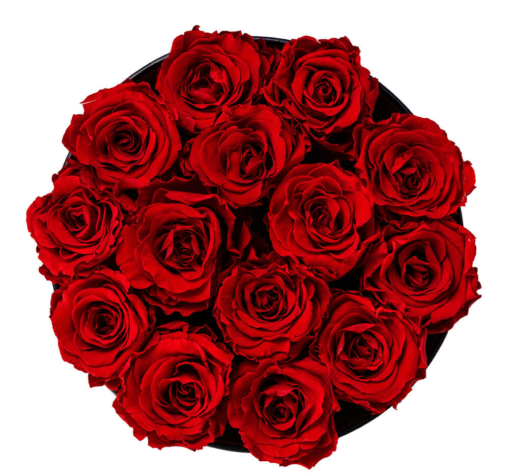 Red Roses Valentines no background